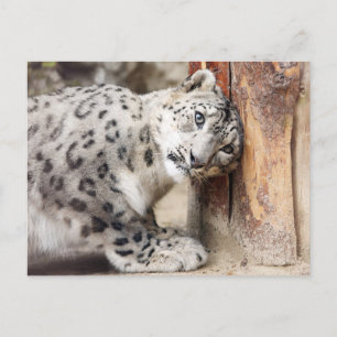 Cartão Postal Leopardo da Neve Gato Selvagem