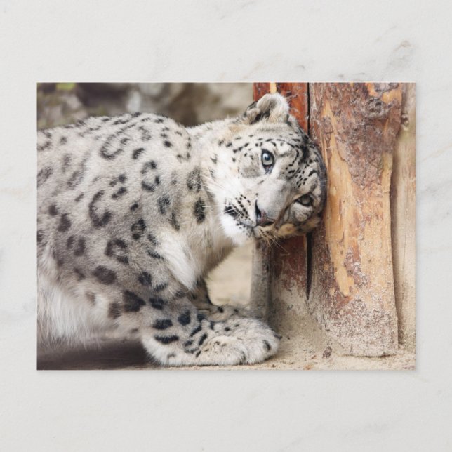 Cartão Postal Leopardo da Neve Gato Selvagem (Frente)