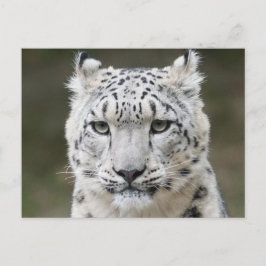 Cartão Postal Leopardo-da-neve Selvagem Closeup Rosto 