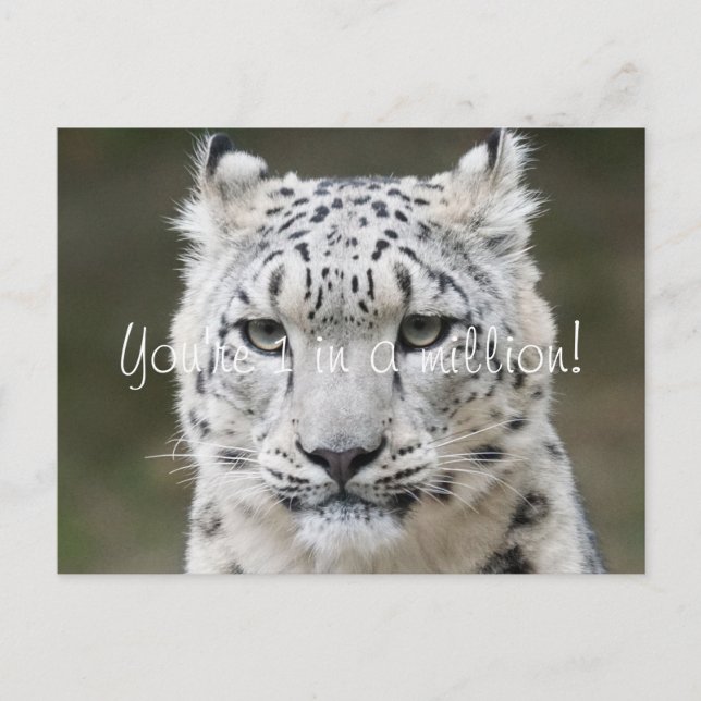 Cartão Postal Leopardo-da-neve Sincero Obrigado (Frente)