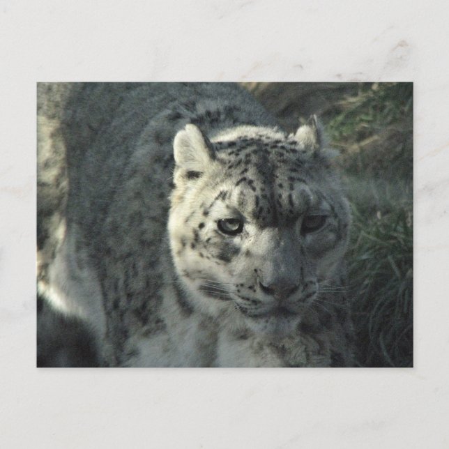 Cartão Postal Leopardo-das-neves (Frente)