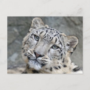 Cartão Postal Leopardo das Neves Closeup Rosto 