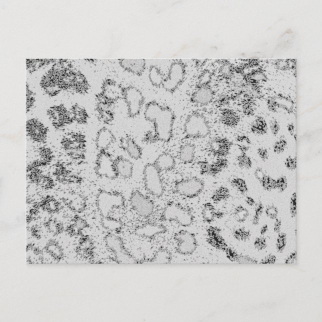 Cartão Postal Leopardo de Neve (Frente)