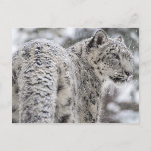 Cartão Postal Leopardo de Neve em Snow