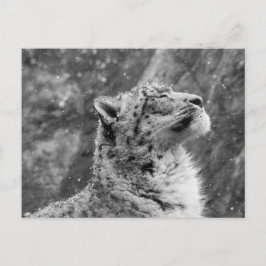Cartão Postal Leopardo de Neve Paciente