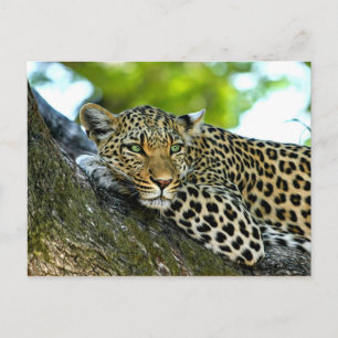 Cartão Postal Leopardo-de-véu