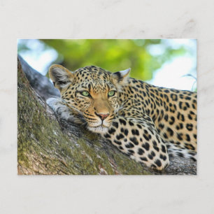 Cartão Postal Leopardo descansando em uma árvore