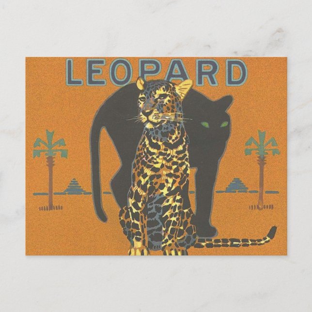 Cartão Postal Leopardo e Panther (Frente)