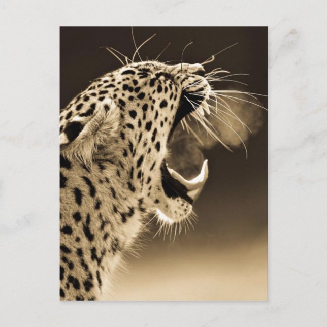 Cartão Postal Leopardo em crescimento (Frente)