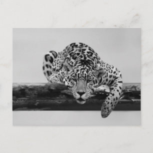 Cartão Postal Leopardo em preto e branco