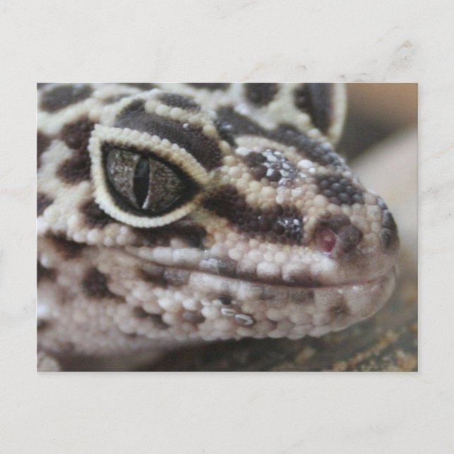 Cartão Postal Leopardo Gecko Olhos Boca Fechados (Frente)