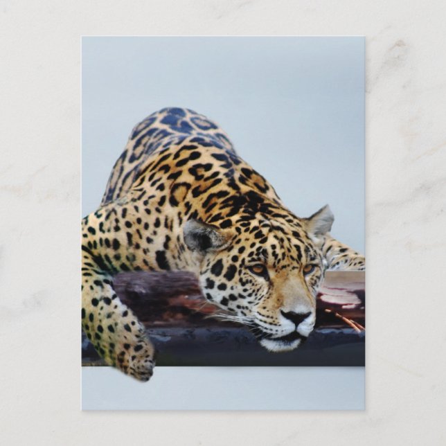 Cartão Postal Leopardo na árvore II (Frente)