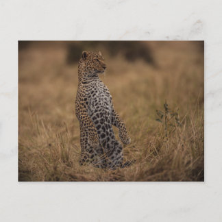 Cartão Postal Leopardo Na Natureza