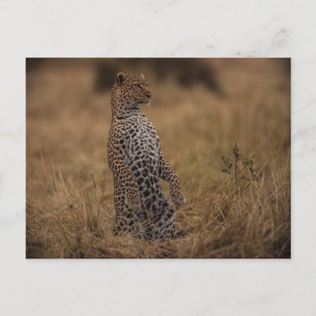 Cartão Postal Leopardo Na Natureza (Frente)