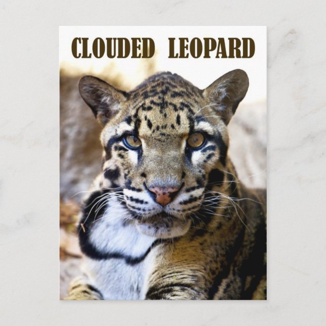 Cartão Postal Leopardo nublado (Frente)