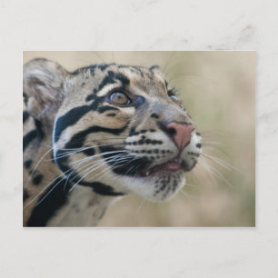 Cartão Postal Leopardo nublado