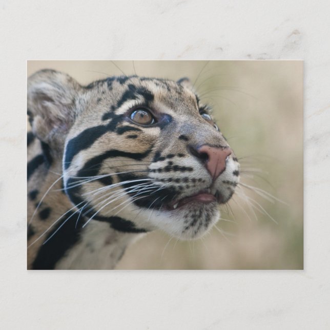 Cartão Postal Leopardo nublado (Frente)