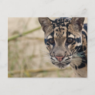 Cartão Postal Leopardo nublado