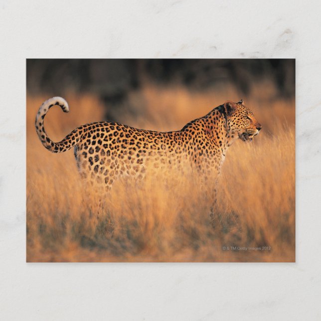 Cartão Postal Leopardo (Panthera pardus) (Frente)