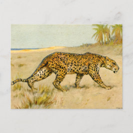 Cartão Postal Leopardo, pastel, artista desconhecido