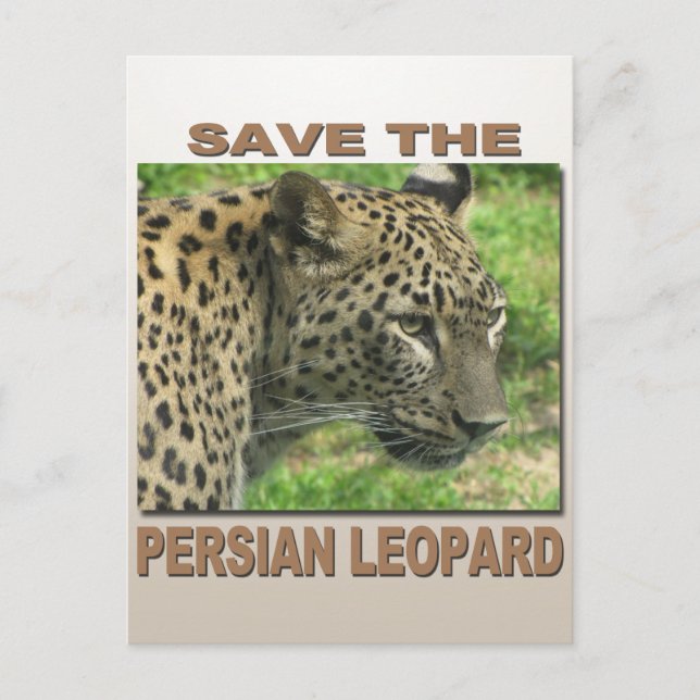 Cartão Postal Leopardo Persa (Frente)