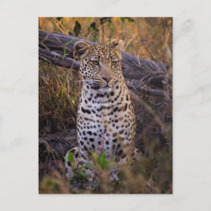 Cartão Postal Leopardo sentado, Botsuana, África