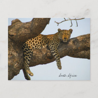 Cartão Postal Leopardo sentado numa árvore