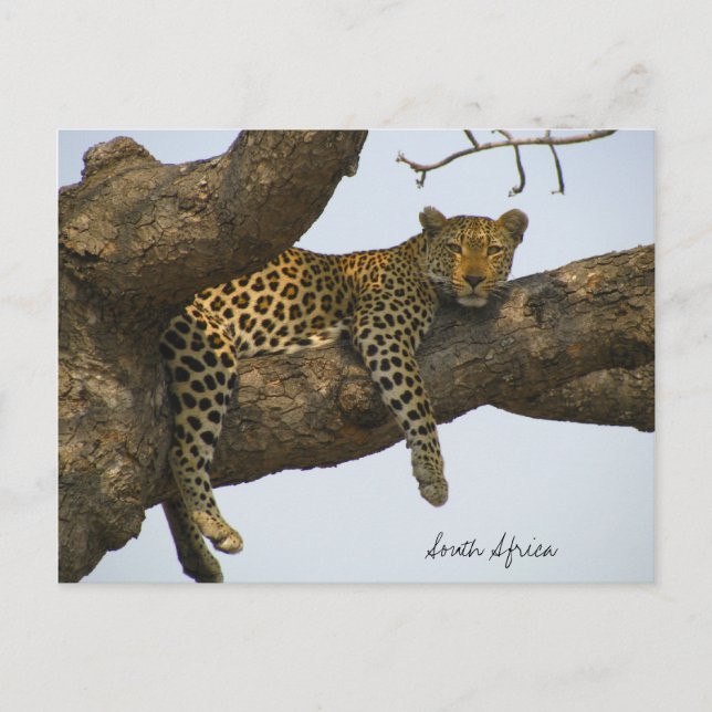 Cartão Postal Leopardo sentado numa árvore (Frente)