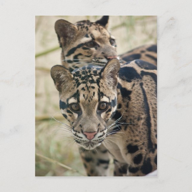 Cartão Postal Leopardos nublados (Frente)