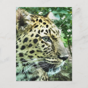 CARTÃO POSTAL LEOPARDS