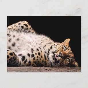 Cartão Postal Lepard Lay nas costas dela