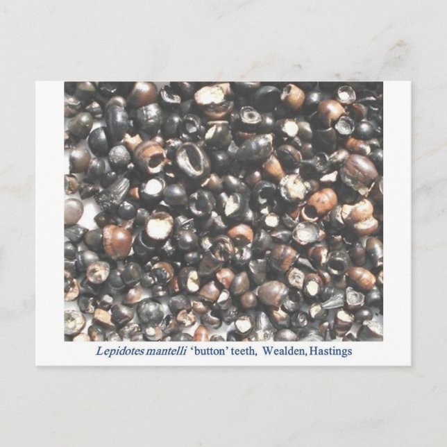 Cartão Postal Lepidotes esmagando dentes fósseis (Frente)