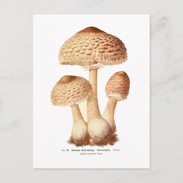 Cartão Postal Lepiota procera (Frente)