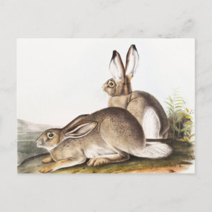Cartão Postal Lepus Townsendii (Lepus Townsendii)