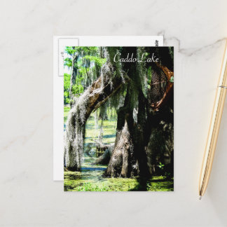 Cartão Postal - Leque de Ciprestes