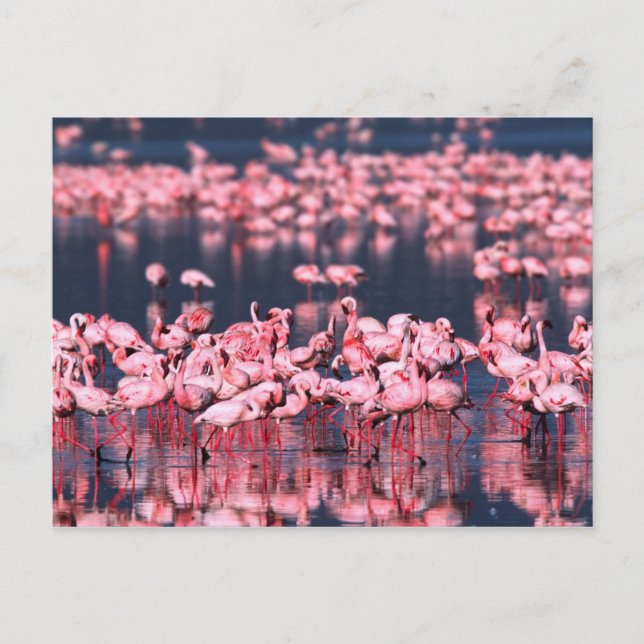 Cartão Postal Lesser Flamingos (Phoeniconaias minor), África, (Frente)