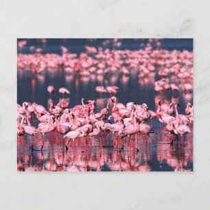 Cartão Postal Lesser Flamingos (Phoeniconaias minor), África,