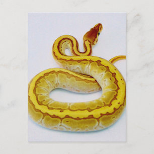 Cartão Postal Letra "S" Yellow Ball Python