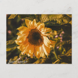 Cartão Postal Letra Sunflower Postcard Mail