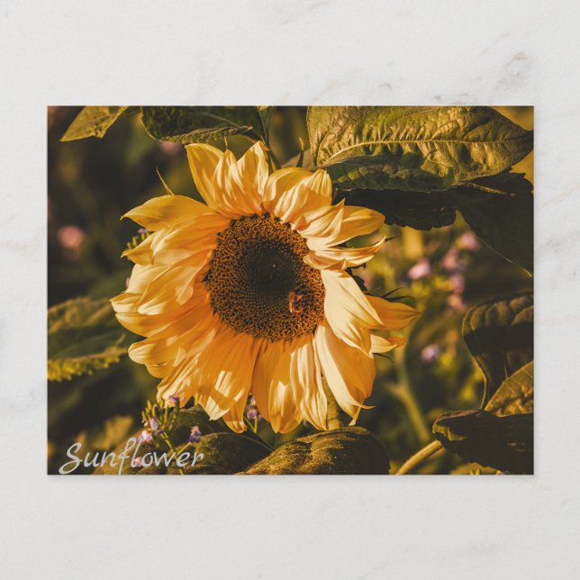 Cartão Postal Letra Sunflower Postcard Mail (Frente)