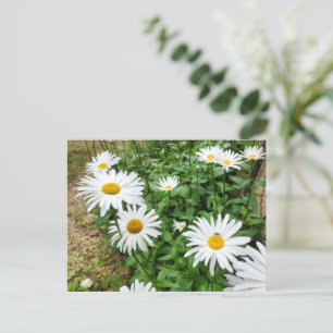 Cartão Postal Leucanthemum Blooms