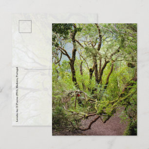 Cartão Postal Levada das 25 Fontes Viagem e natureza