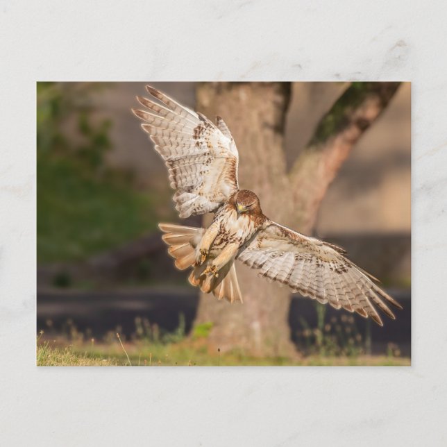 Cartão Postal Levando-o para o Falcão de cauda vermelha (Frente)