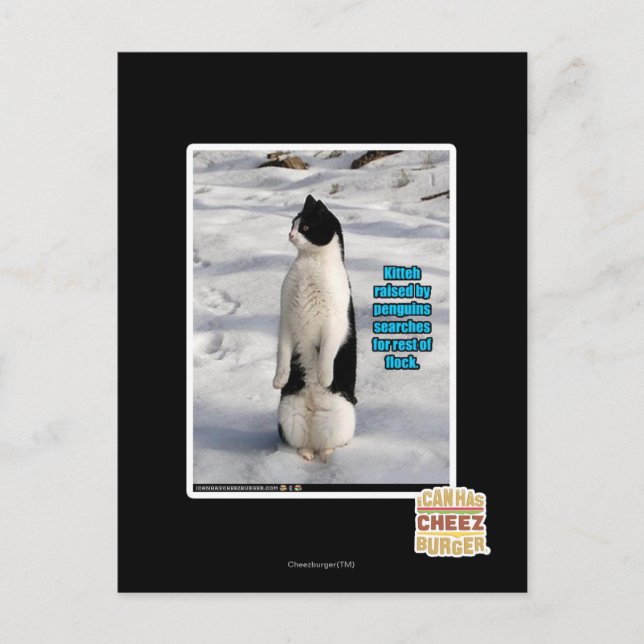 Cartão Postal Levantados por Pinguins (Frente)