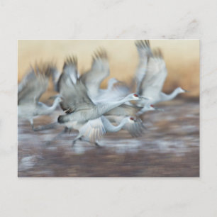 Cartão Postal Levante-se de Sandhill Cranes
