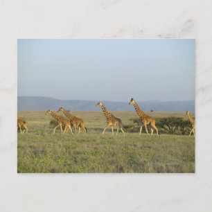 Cartão Postal Lewa Wildlife Conservancy, Quénia
