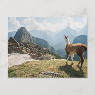 Cartão Postal Lhama Observando Ruínas   Machu Picchu, Peru