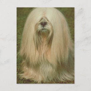 Cartão Postal Lhasa Apso
