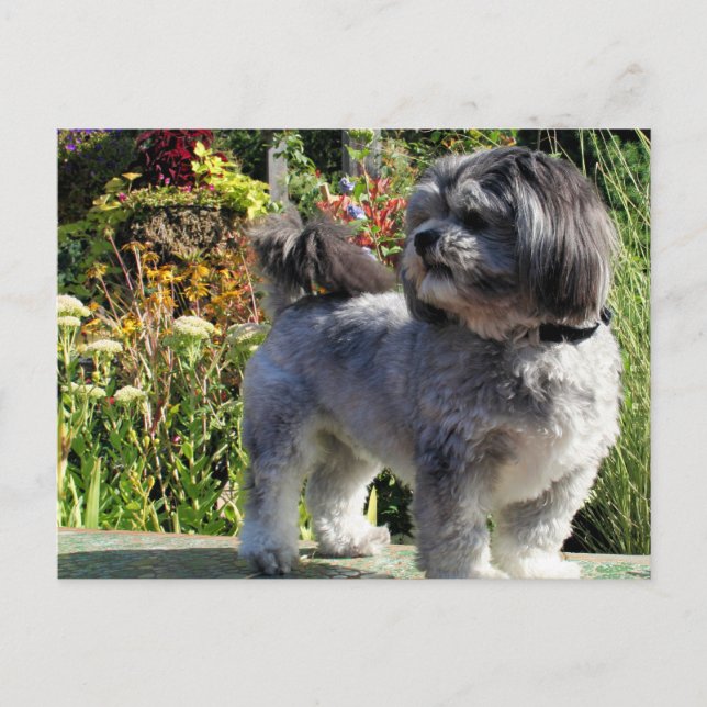 Cartão Postal Lhasa Apso Bailey 1 (Frente)
