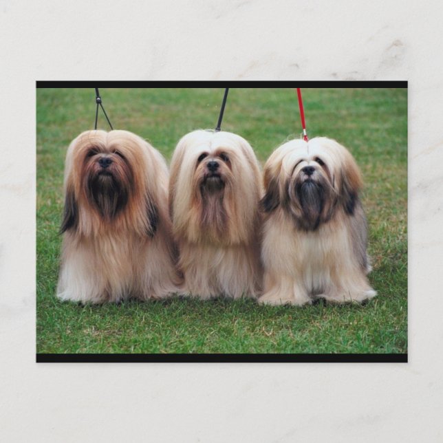 Cartão Postal Lhasa Apso Trio (Frente)